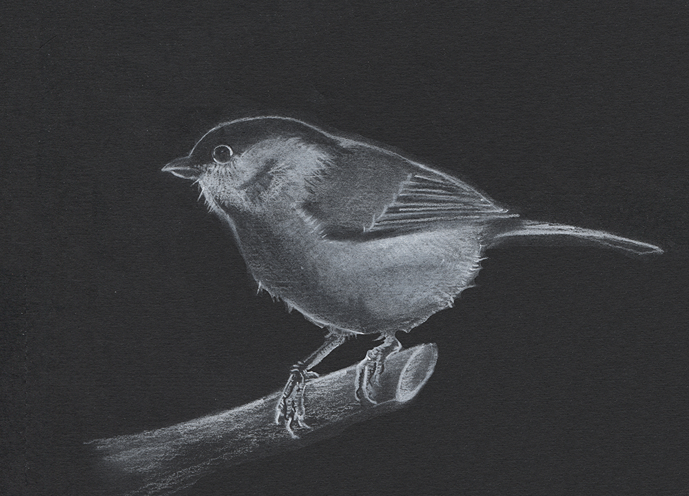 Parus mayor dibujo de Mariano Luque - Lápiz Conté sobre papel