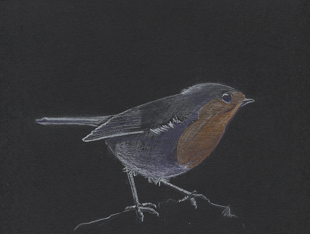 Erithacus rubecula dibujo de Mariano Luque - Lápiz Conté sobre papel